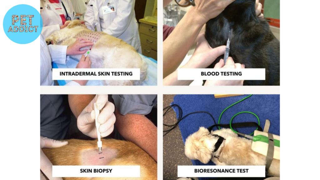 Types of Dog Allergy Testing