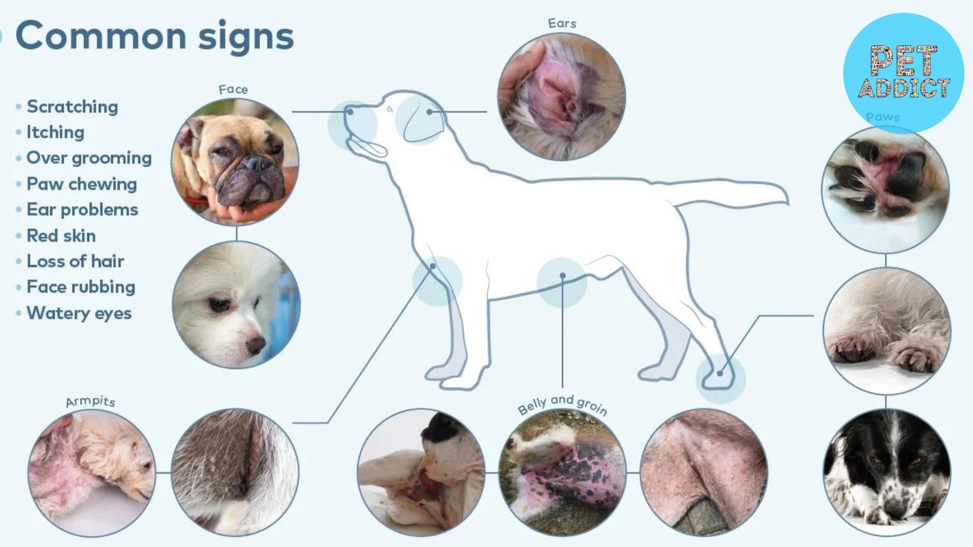 Understanding Canine Allergies