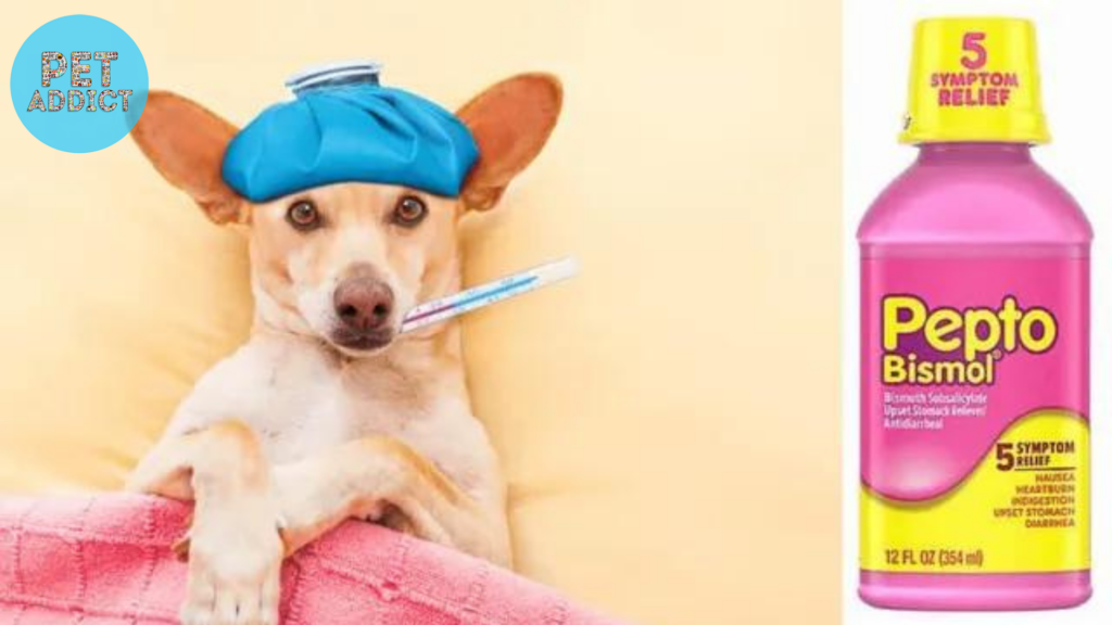 Using Pepto Bismol for Your Dog’s Digestive Issues