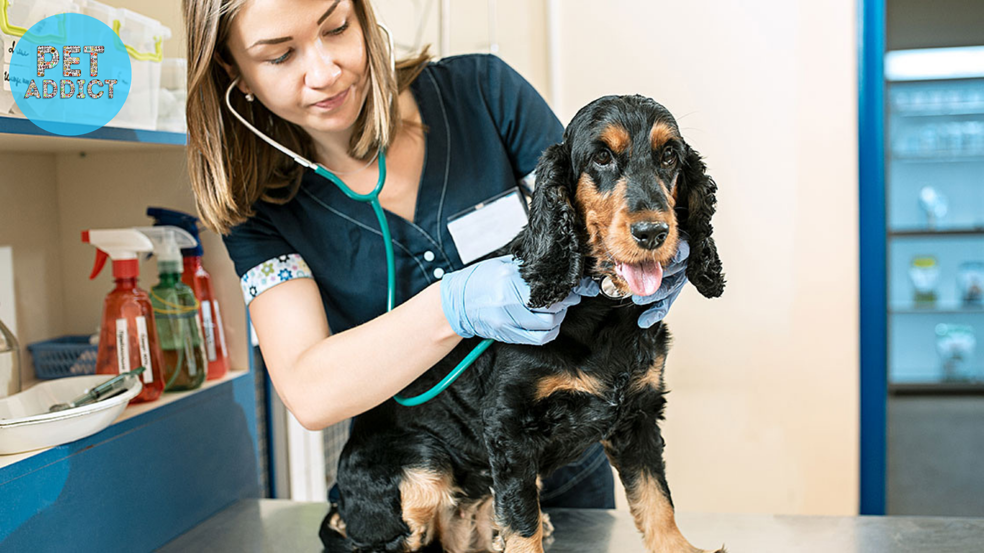Veterinary Check-ups and Monitoring