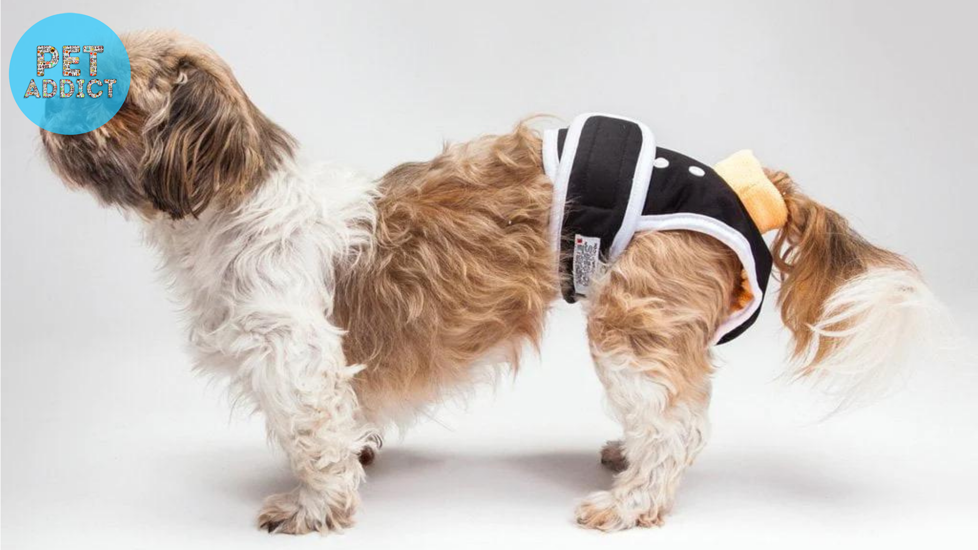 Washable and Reusable Dog Diapers for Males