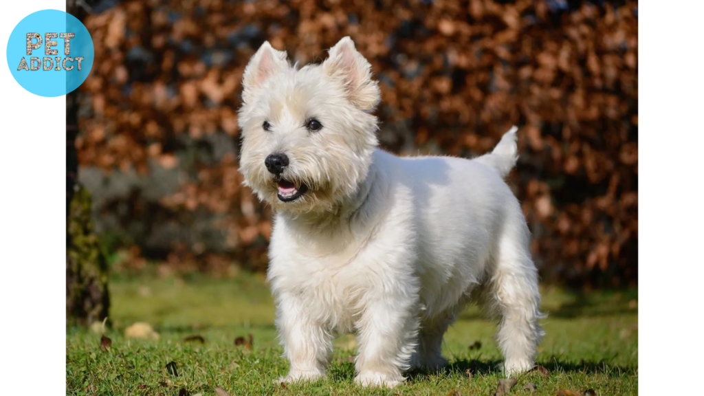 West Highland White Terrier (Westie) small white dog breeds