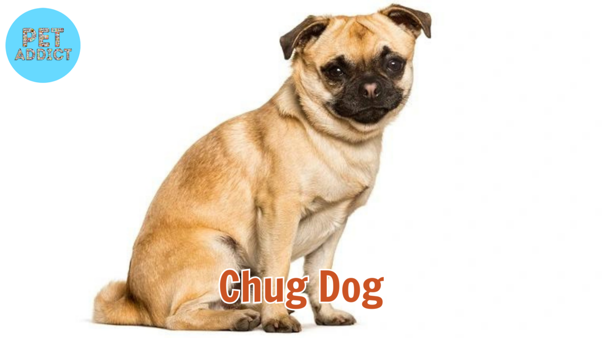 The Chug Dog: A Charming Blend of Chihuahua and Pug