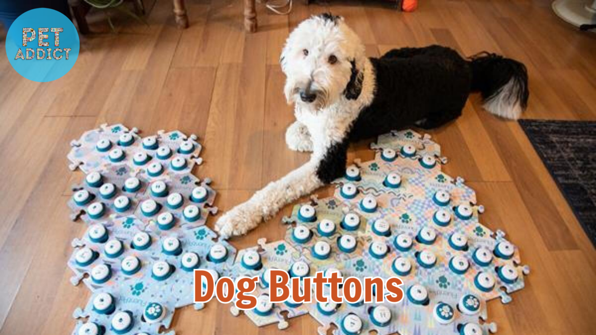 Step-by-Step Training Your Dog to Use Dog Buttons