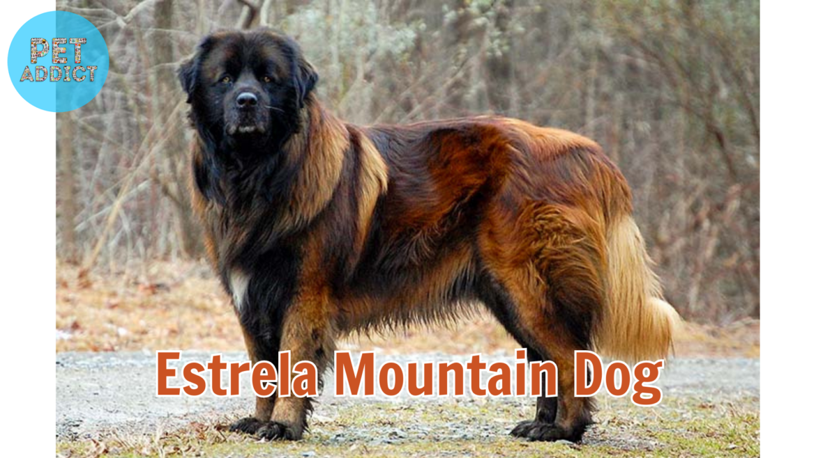 Interesting Facts About the Estrela Mountain Dog