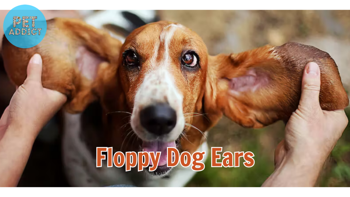 Dog Breeds with Floppy Ears – Floppy Dog Ears