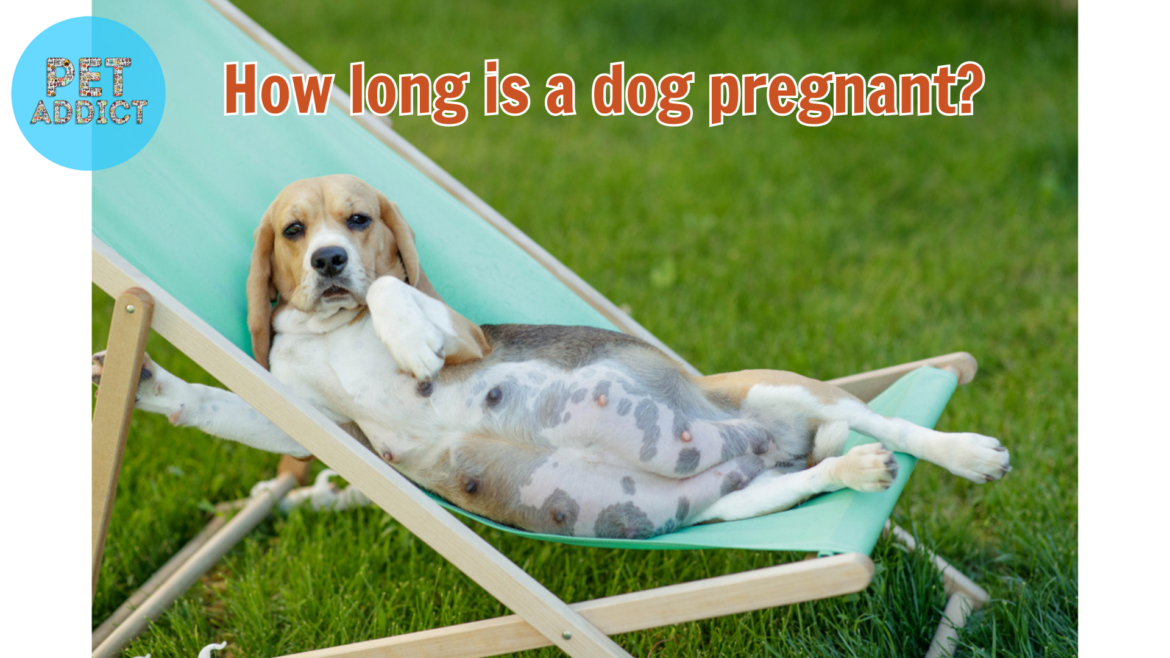 How Long Is a Dog Pregnant?