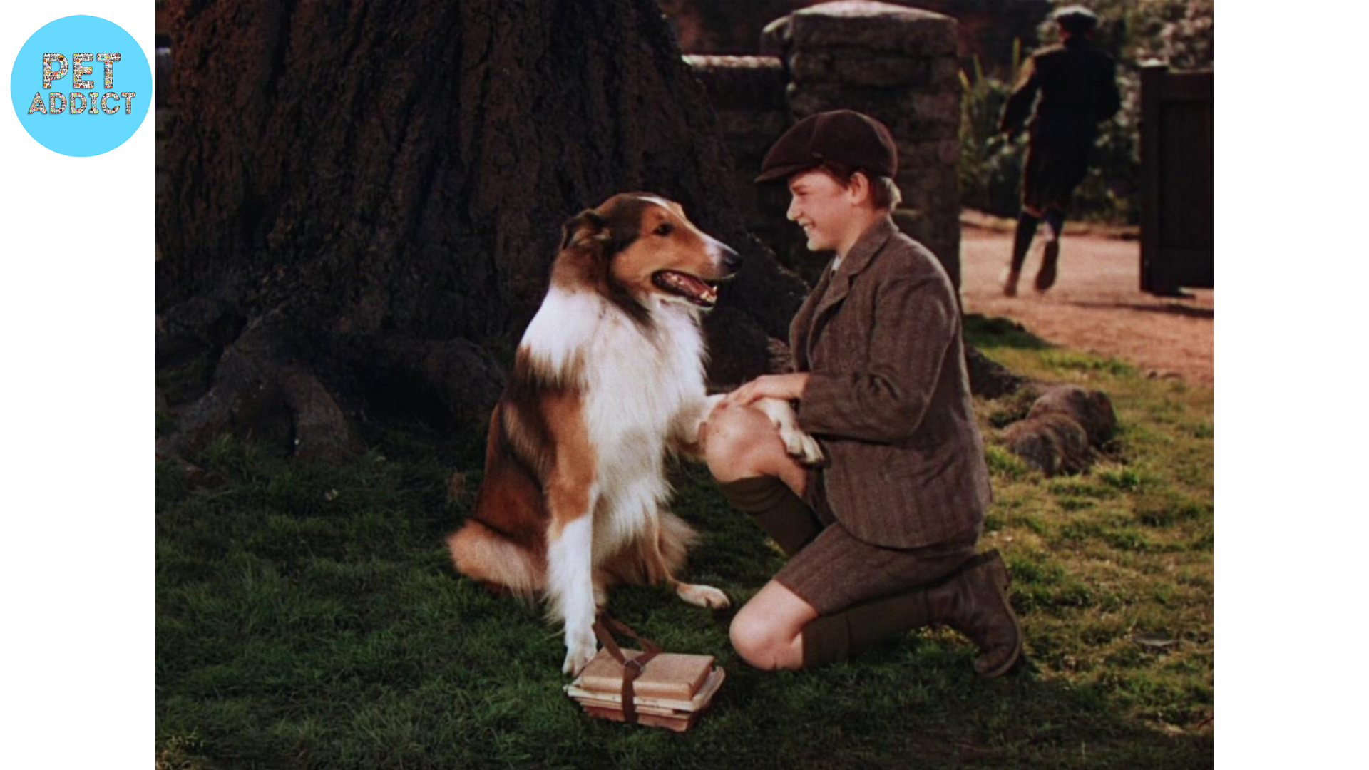 lassie dog movies