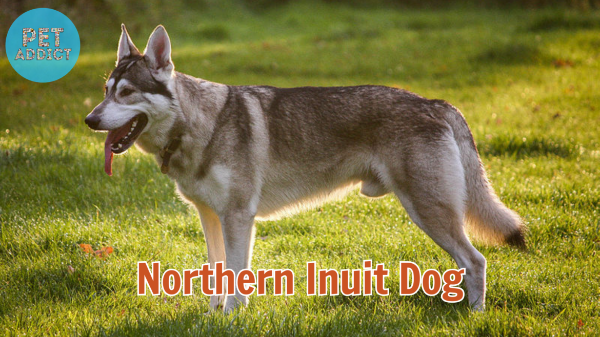 Interesting Facts About the Northern Inuit Dog