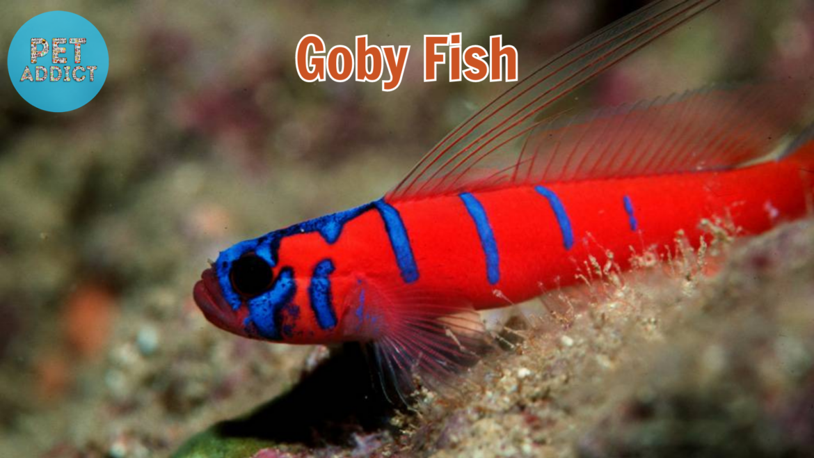 Exploring the Fascinating Diversity of Goby Fish Species
