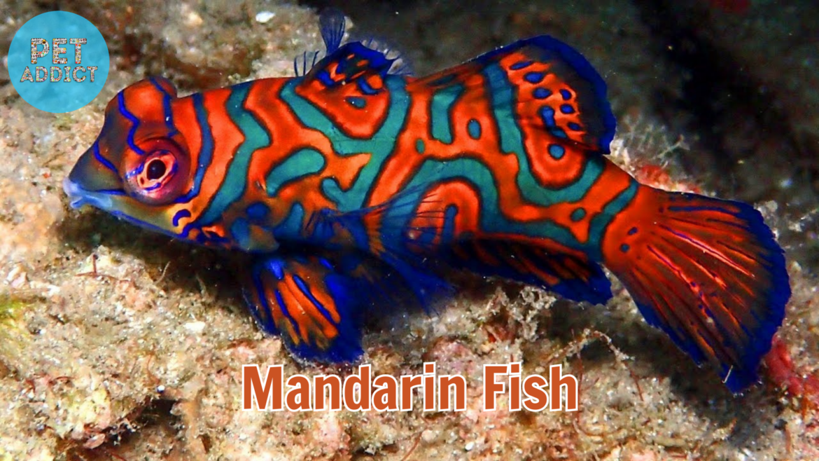 Mandarin Fish: The Living Palette of the Sea