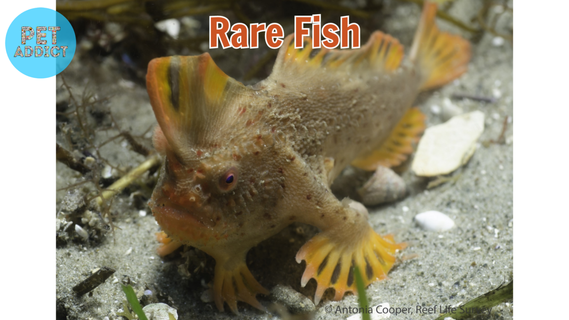 Rare Fish Species: Exploring the Wonders of the Aquatic World