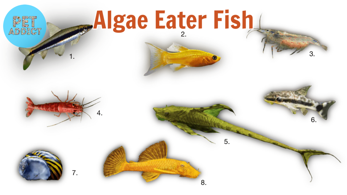 Algae Eater Fish Types for Your Aquarium