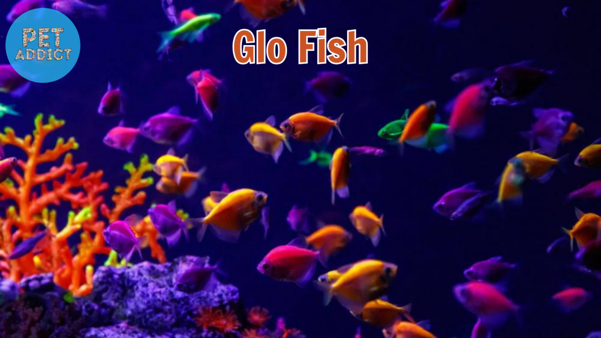 Glo Fish: Adding a Splash of Color to Your Aquarium