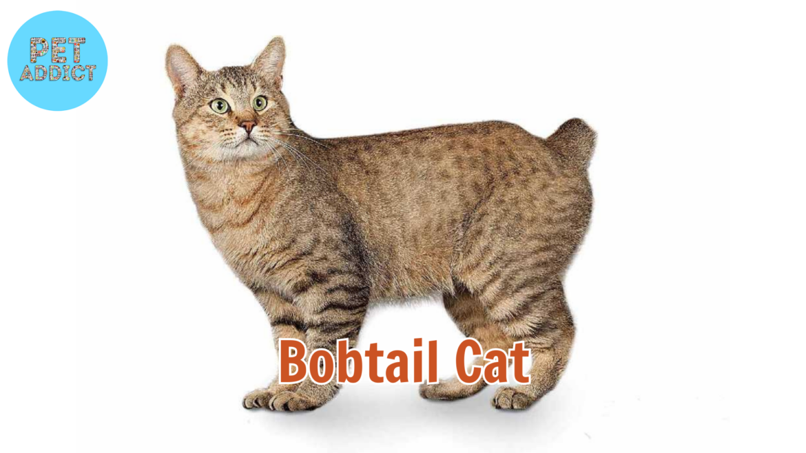Top 8 Bobtail Cat Breeds