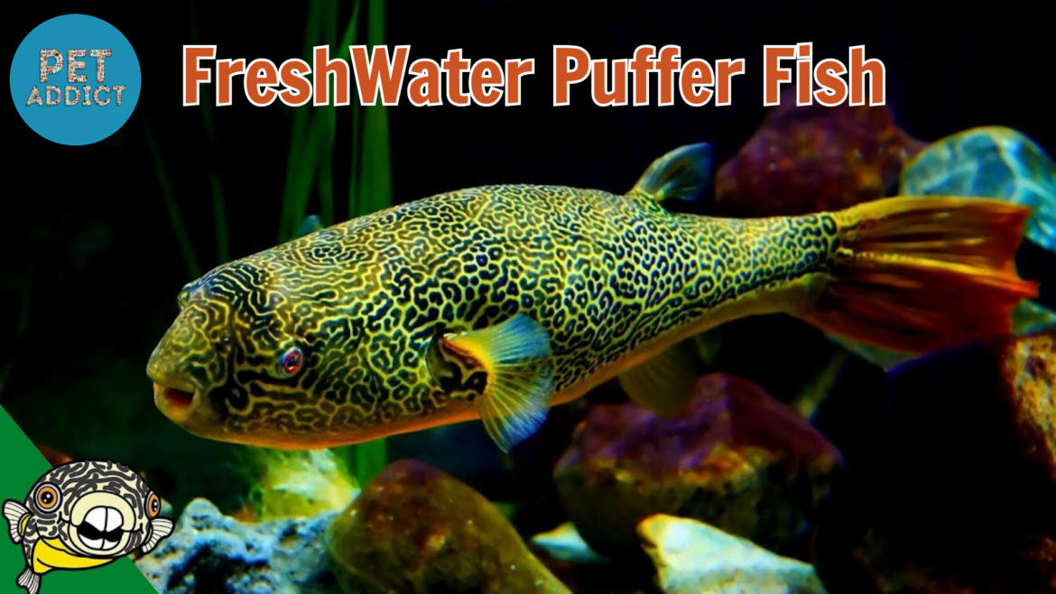 Freshwater Puffer Fish in Aquarium