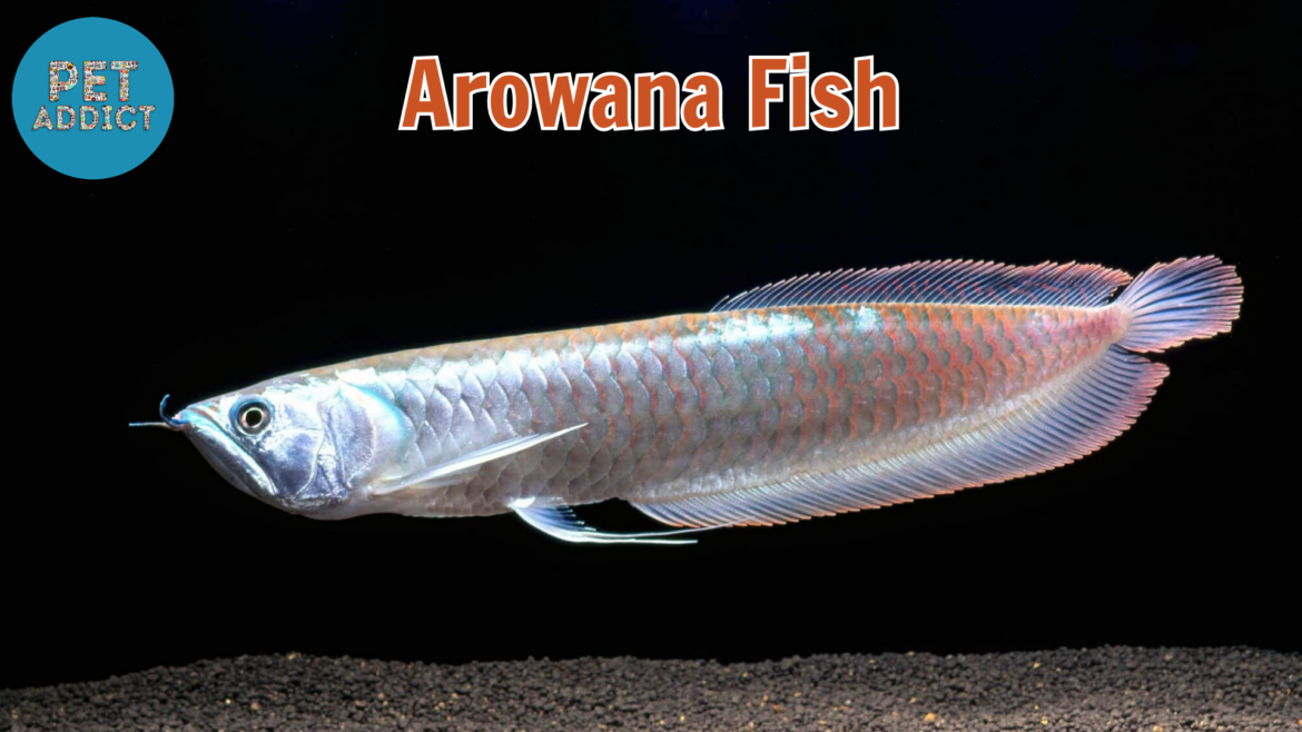 Arowana Fish: Majestic Aquatic Beauties for Your Aquarium