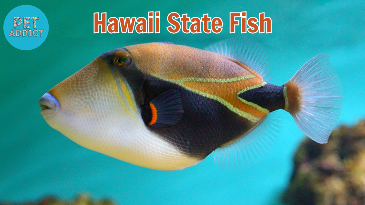 The Hawaii State Fish – Humuhumunukunukuapua’a