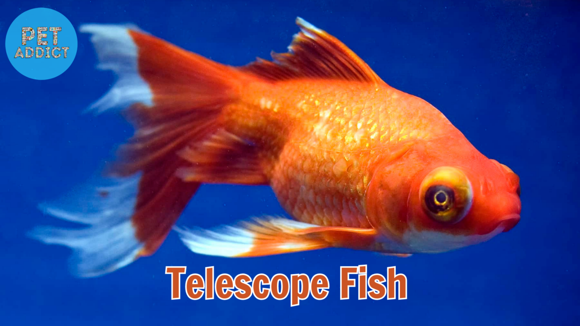Telescope Fish: The Enchanting World of Exquisite Eyes