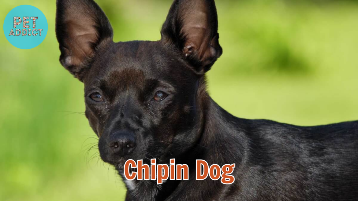 Fascinating Facts About Chipin Dog