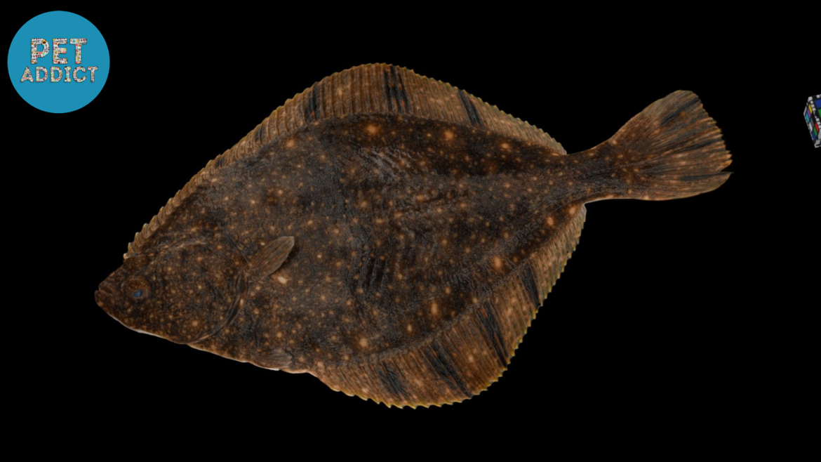 Flounder Fish: Habitats, Sizes, and Unique Characteristics