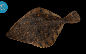 flounder fish