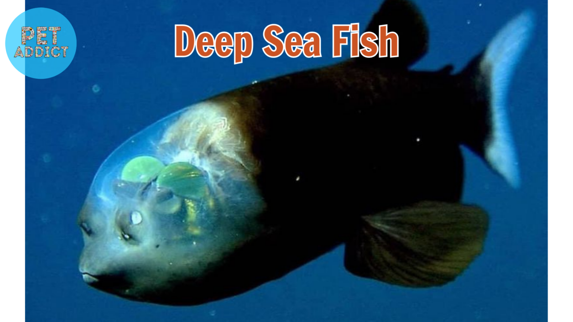 Exploring the Marvels of 10 Unique Deep Sea Fish Breeds