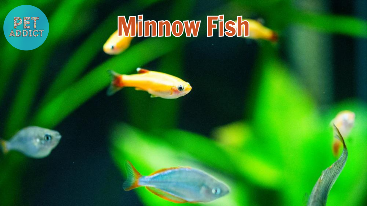 Minnow Fish Breeds for Aquarium: A Comprehensive Guide