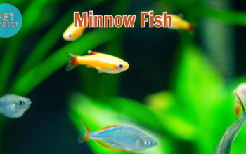 minnow fish