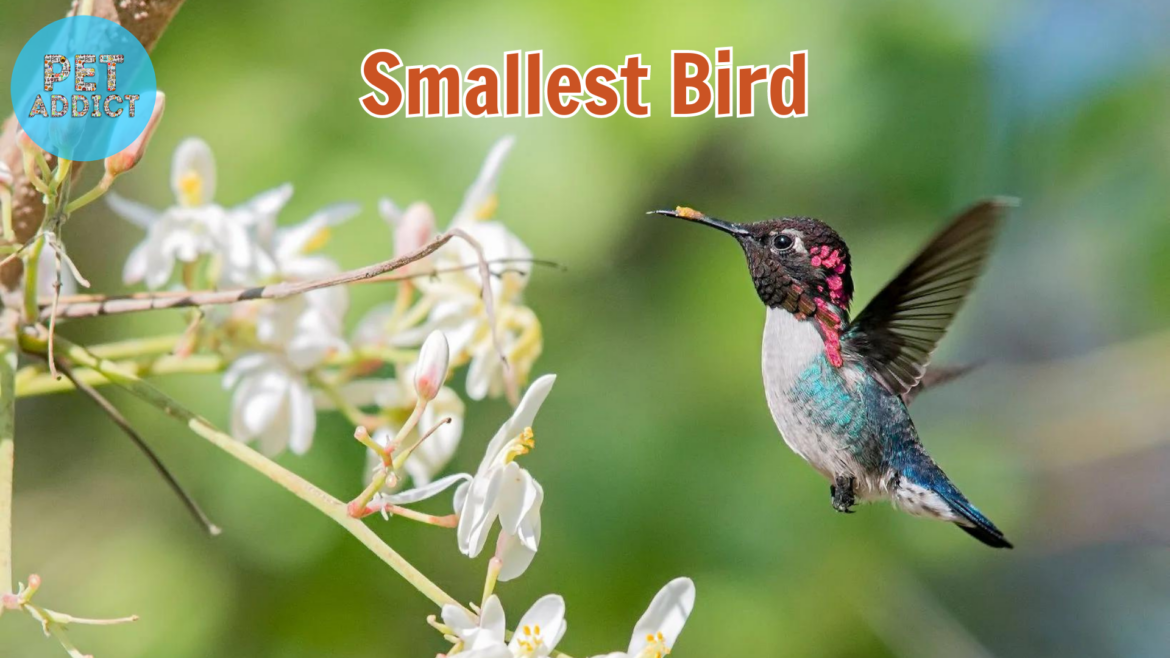 All You Need to Know About the Smallest Bird Breeds