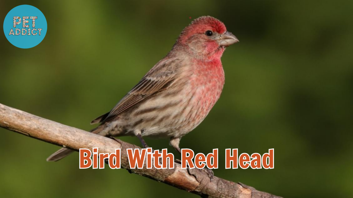 Bird with Red Head Breeds: A Colorful Marvel in the Avian World