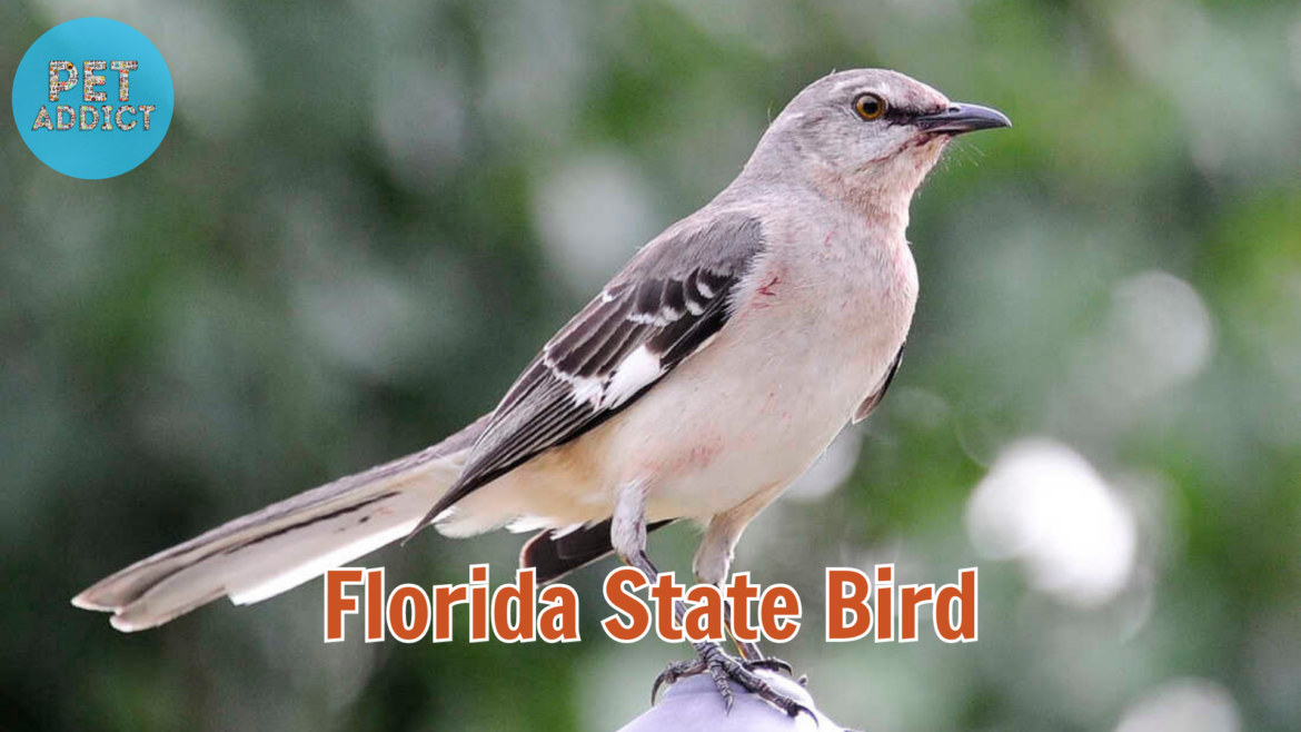 Florida State Bird: Northern Mockingbird
