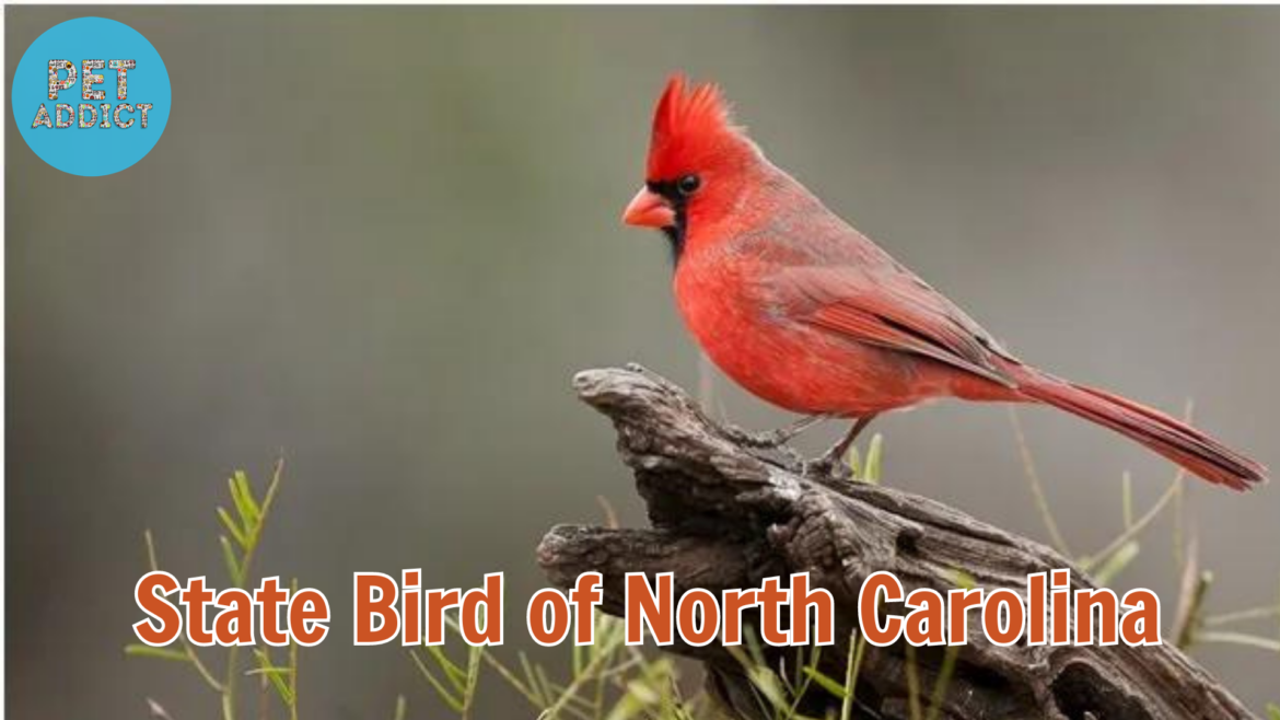 The Majestic Northern Cardinal: State Bird of North Carolina