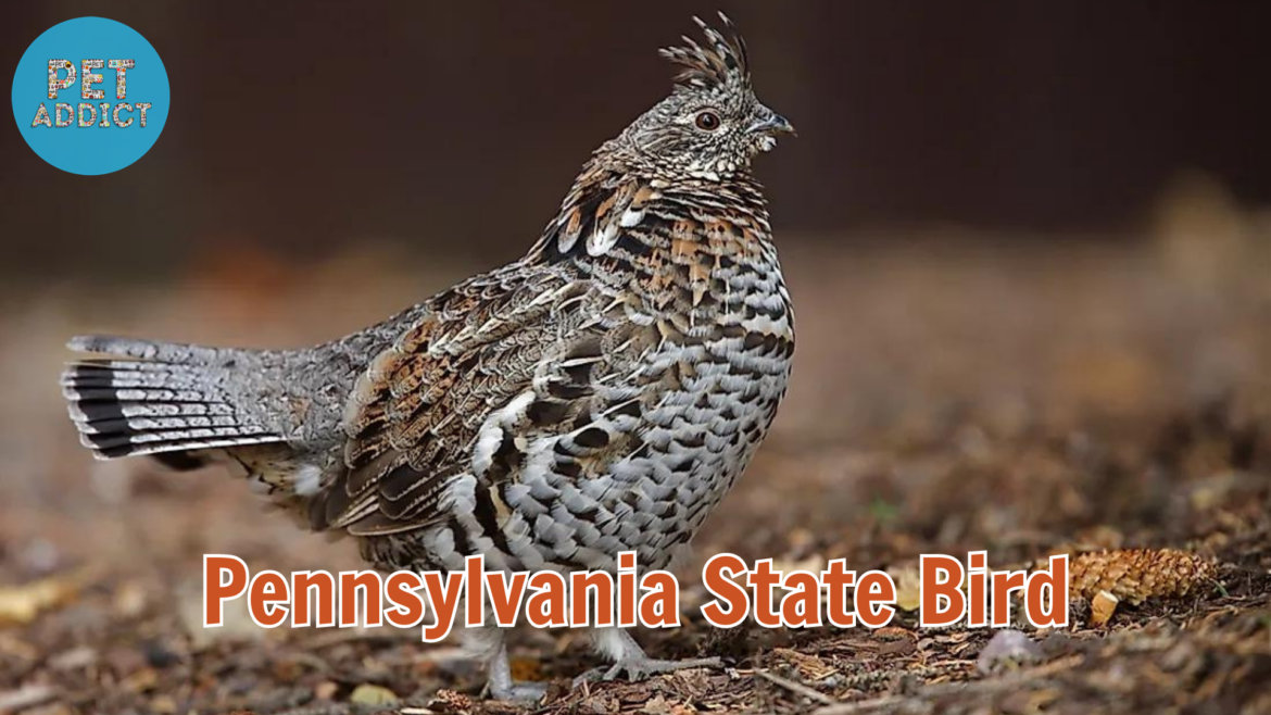 Pennsylvania State Bird: The Enchanting Eastern Bluebird
