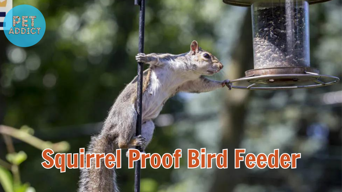 Squirrel-Proof Bird Feeder: Keeping Feathered Friends Fed and Happy