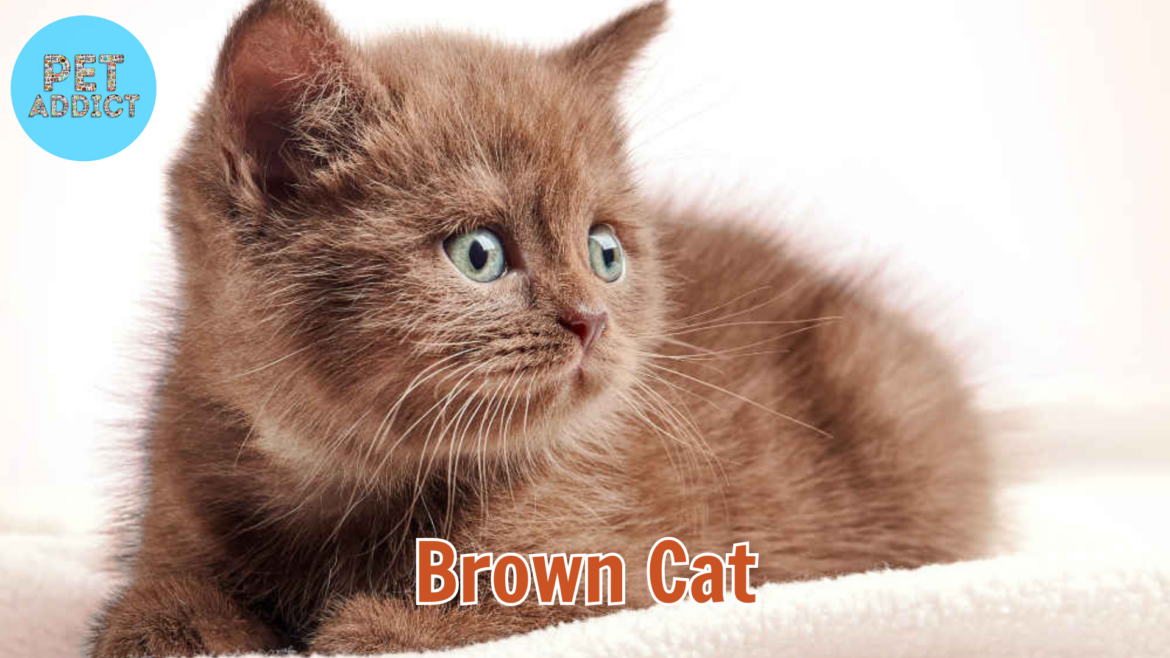 Unique Brown Cat Breeds – Uncommon Beauties