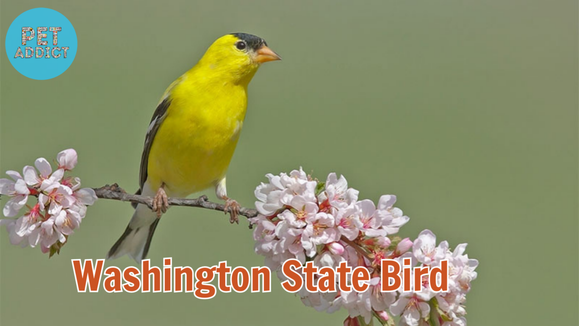 The Charm of the Washington State Bird: The Willow Goldfinch