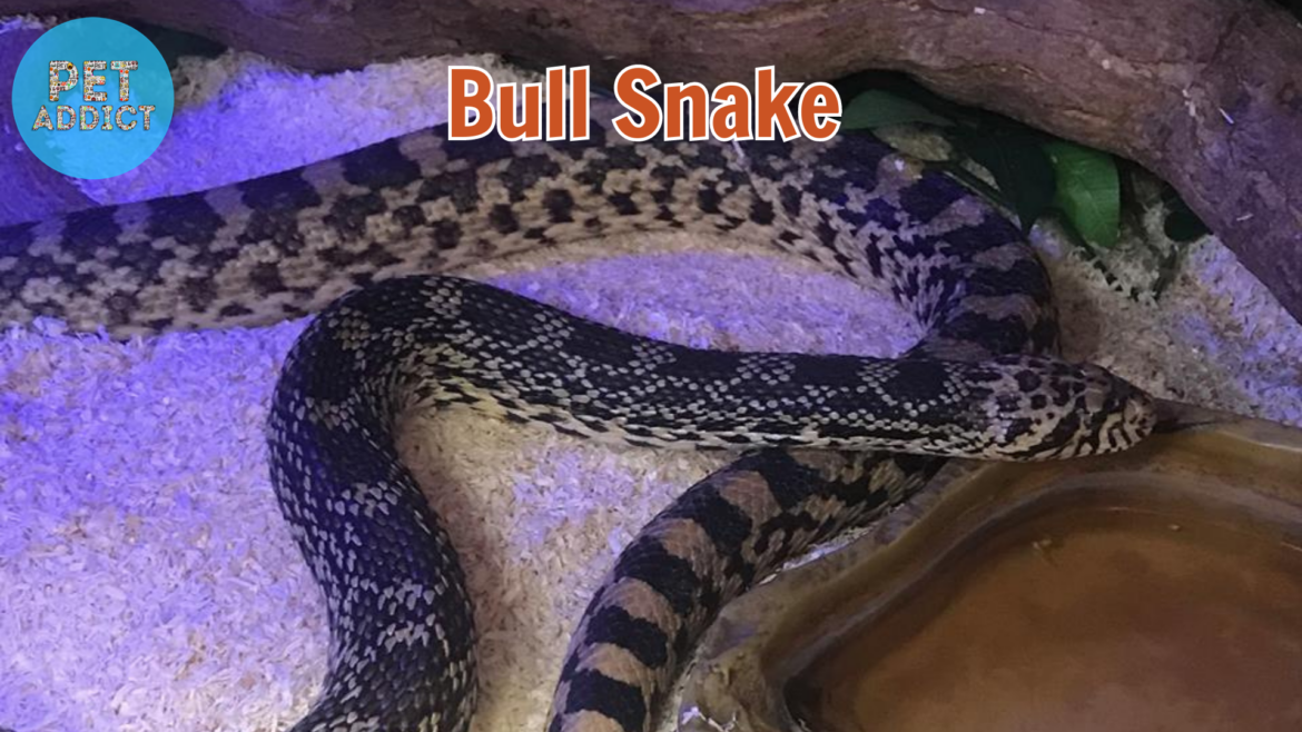 All You Need to Know About Bull Snake