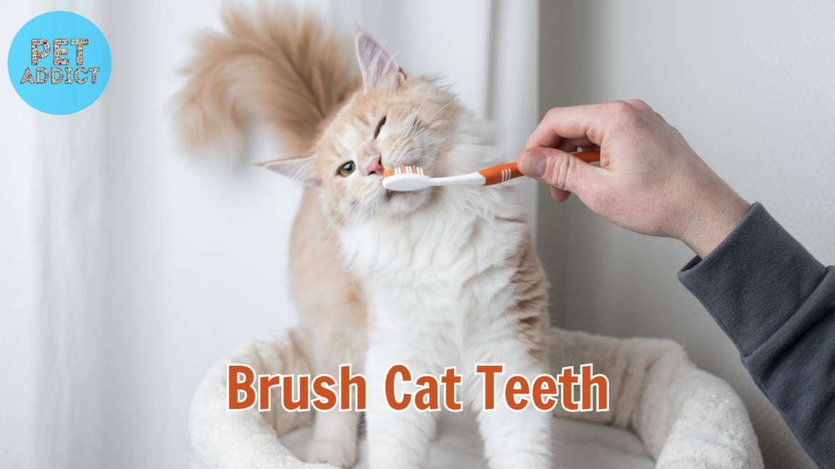 How to Brush Your Cat’s Teeth at Home: brush cat teeth