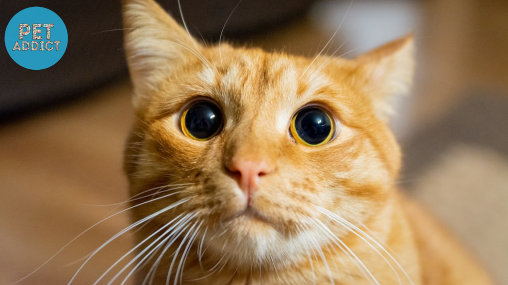 cat big eyes