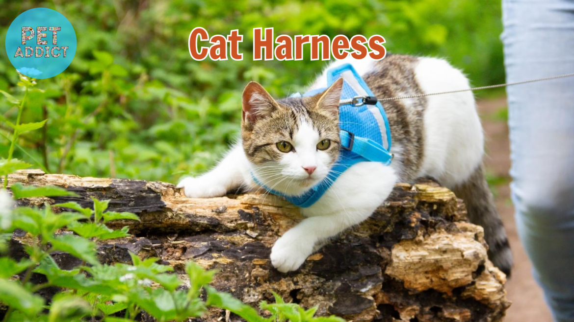 Unlocking the World of Cat Harness