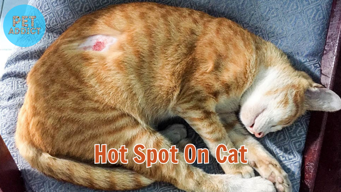 Managing Hot Spots on Cat: A Comprehensive Guide