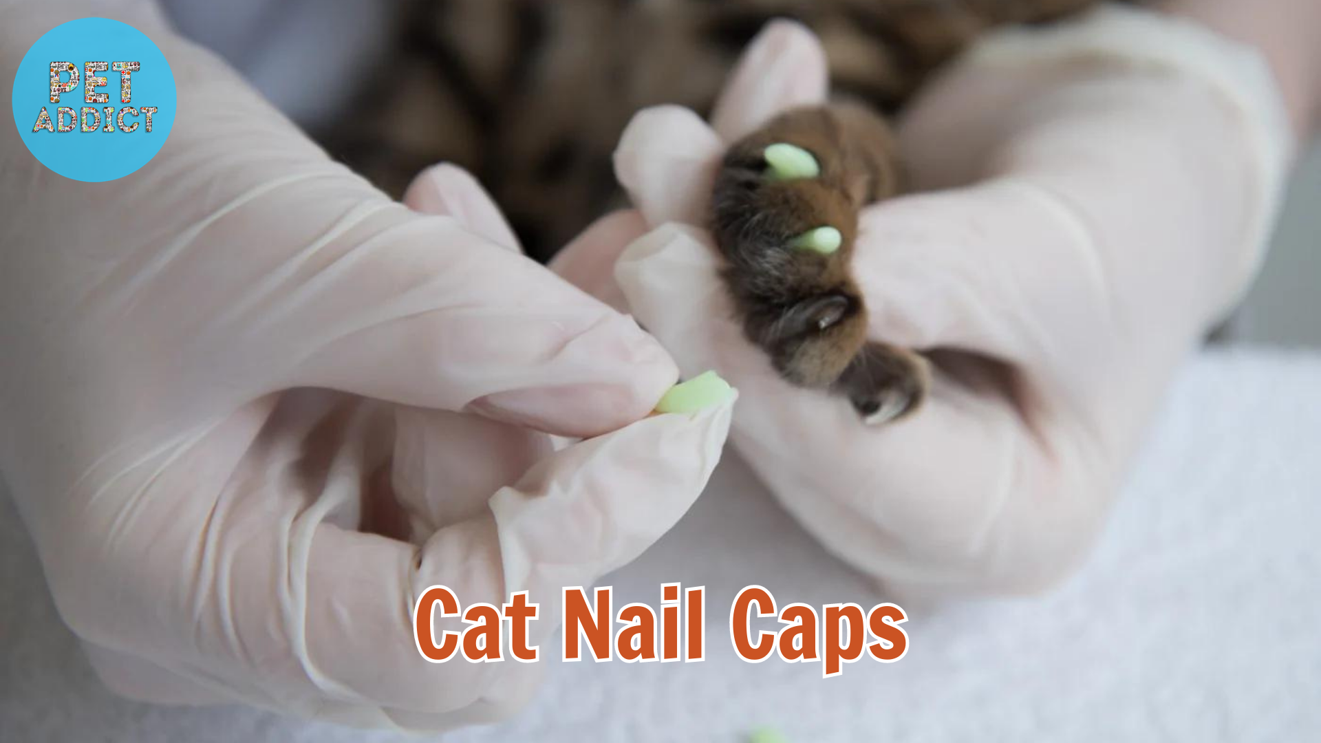 Cat Nail Cap: A Practical Solution for Happy Cats and Scratch