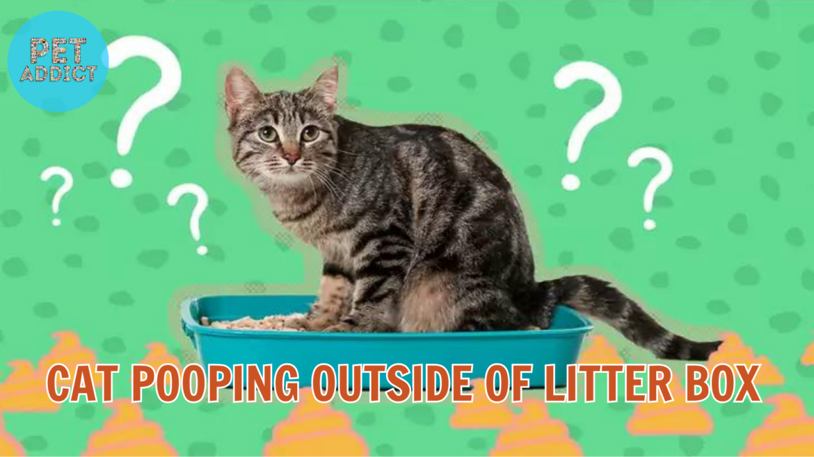 Cat Pooping Outside of Litter Box: Understanding and Solutions