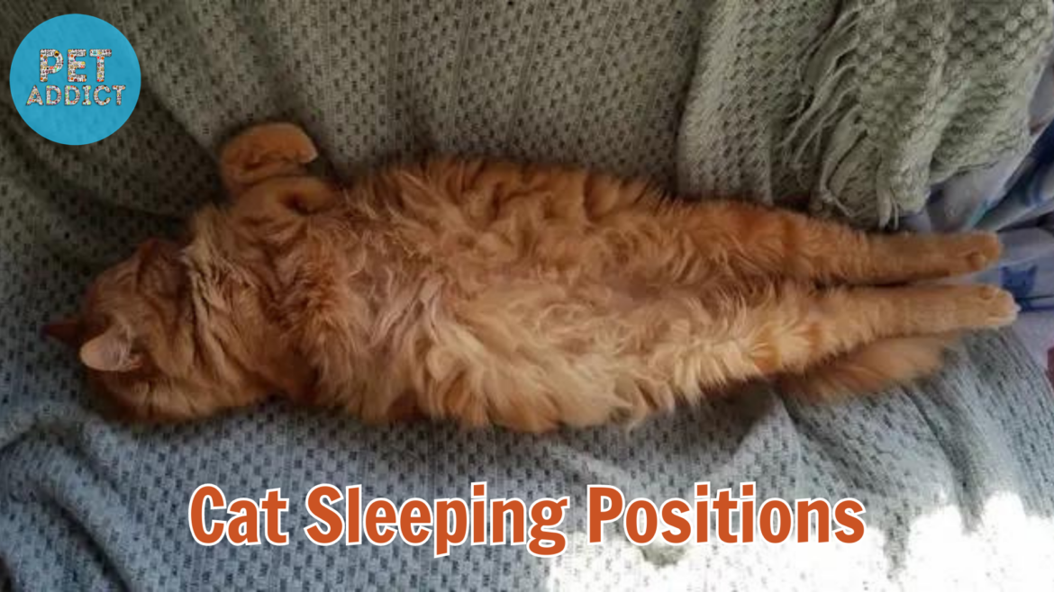 Cat Sleeping Positions: Your Feline Friend’s Restful Poses