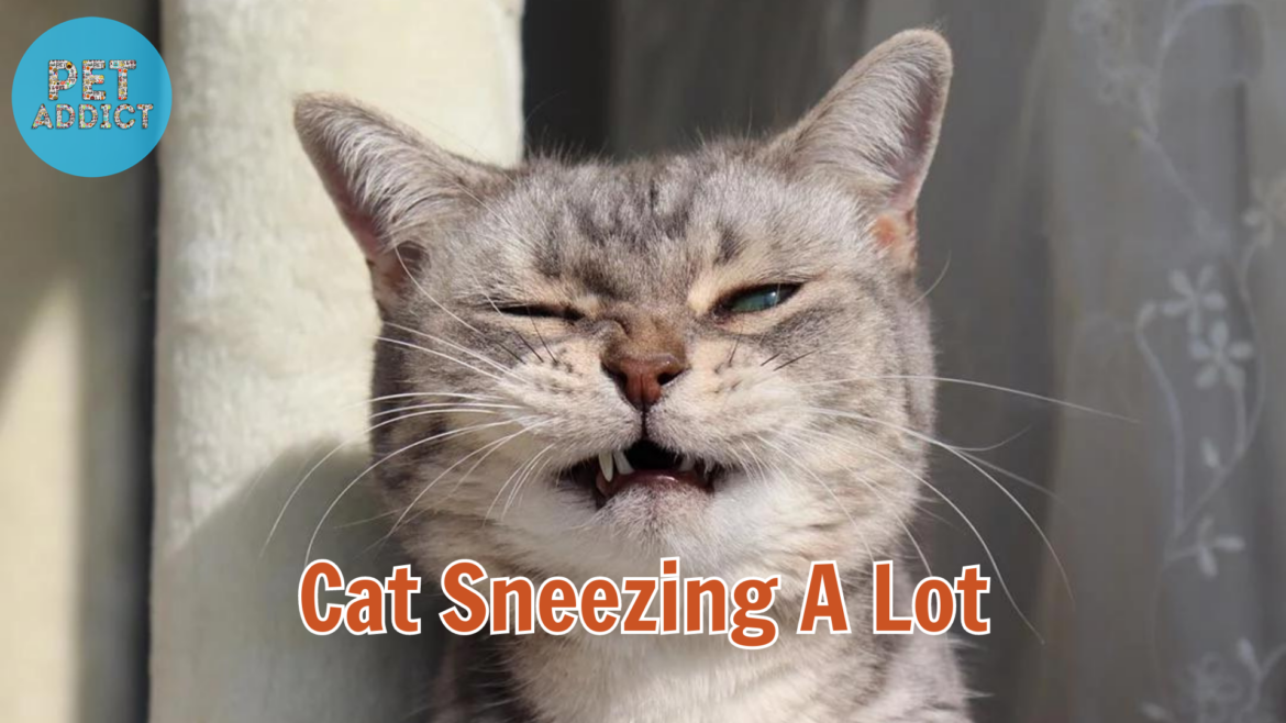 Cat Sneezing a Lot: Causes, Remedies, and When to Worry
