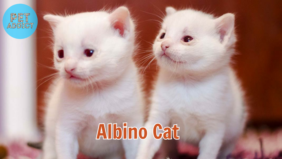 Albino Cat – Unraveling the Enigma of These Rare Feline Beauties