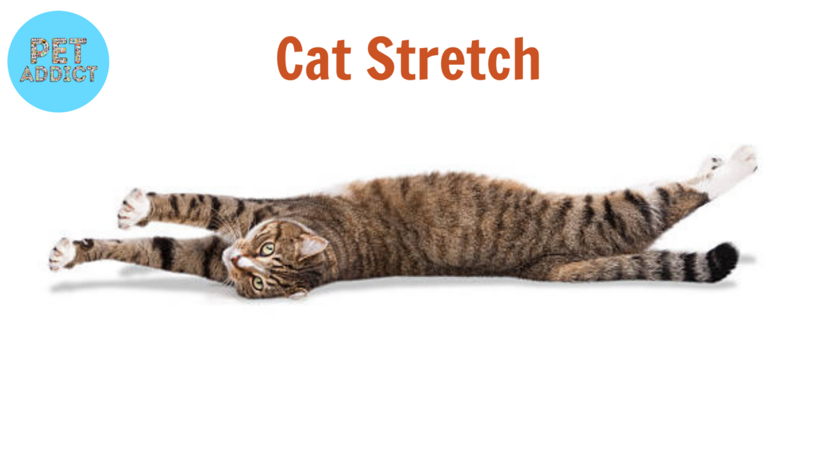Cat Stretch: The Natural Behavior and Benefits