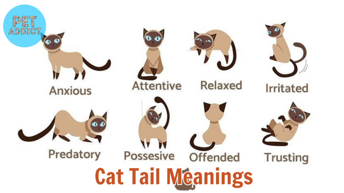 Decoding Cat Tail Meanings: What Your Cat Trying to Tell You