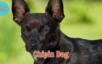 chipin dog